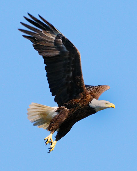 Celebrate Independence Day the Wildlife Way - Wildlife Habitat Council