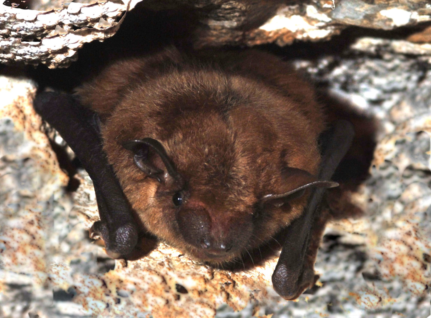 Bat Conservation on Your Corporate Landscape - Wildlife Habitat Council