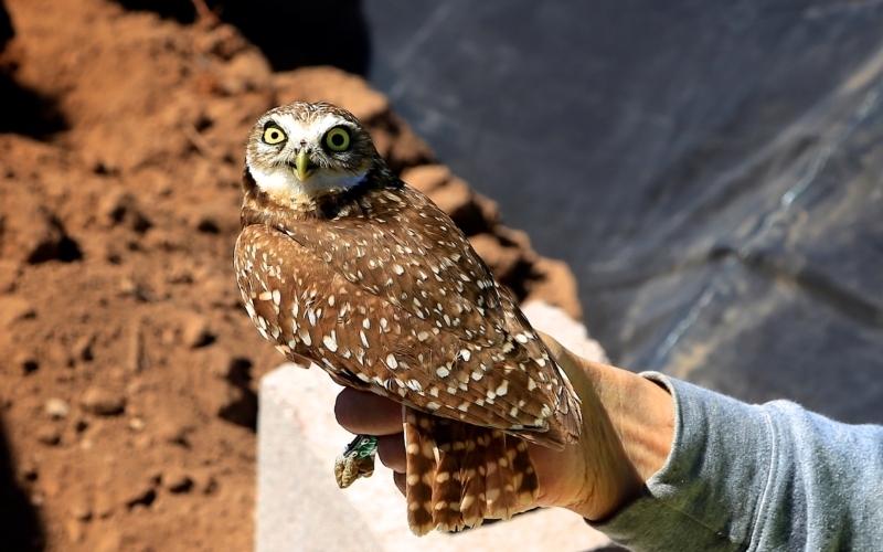 Freeport-McMoRan | Teaming Up to Protect the Burrowing Owl in Arizona ...