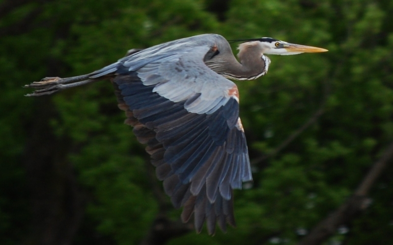 BASF | Preserving and Enhancing Biodiversity for the Community ...