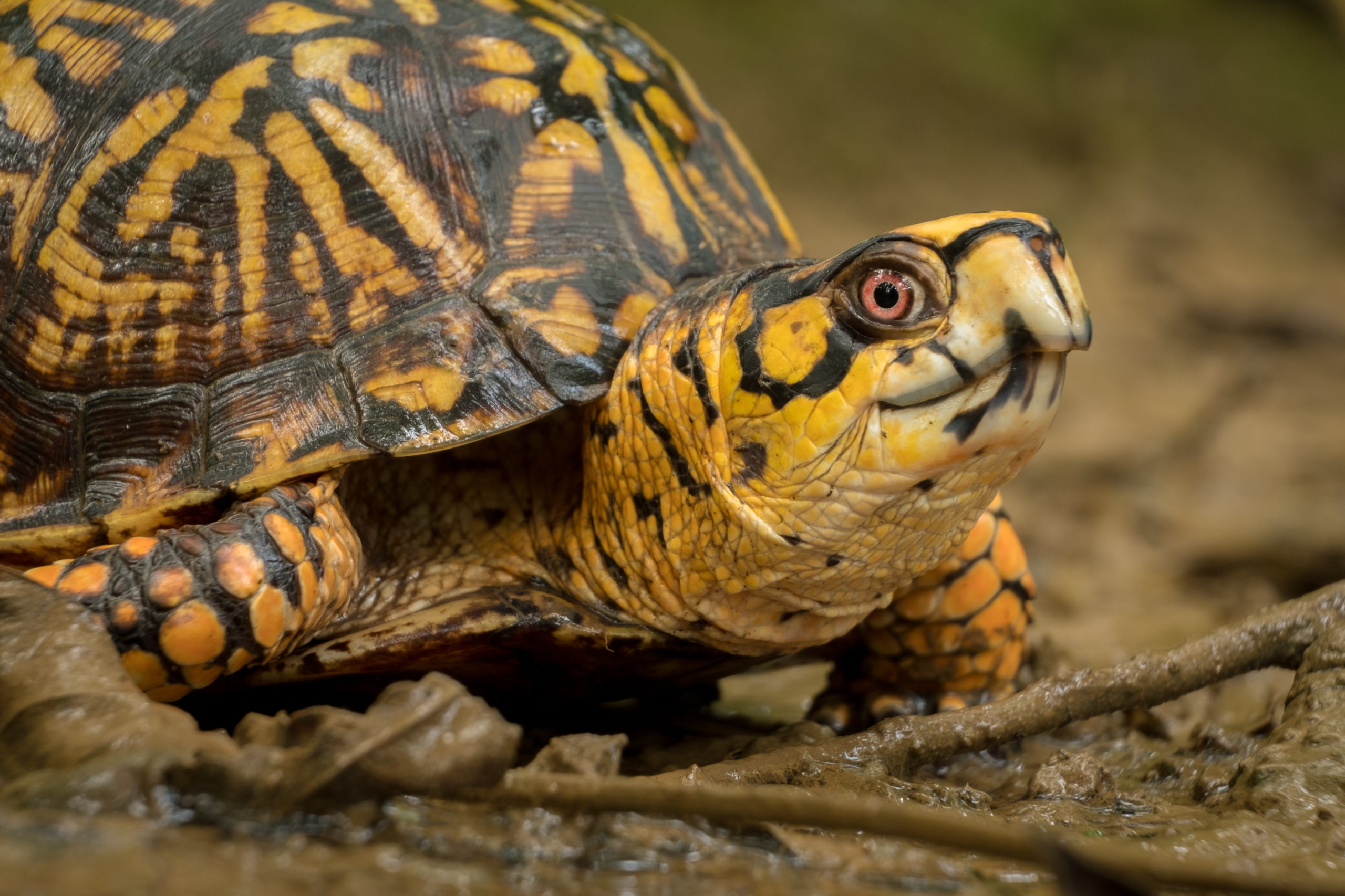 Slow And Steady Can Win: How Investing In Turtle Conservation Projects 